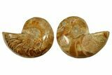 Jurassic Cut & Polished Nautilus (Cymatoceras) Fossil -Madagascar #287988-1